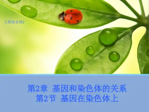 高中人教版生物必修2教学课件：2.2 基因在染色体上1 