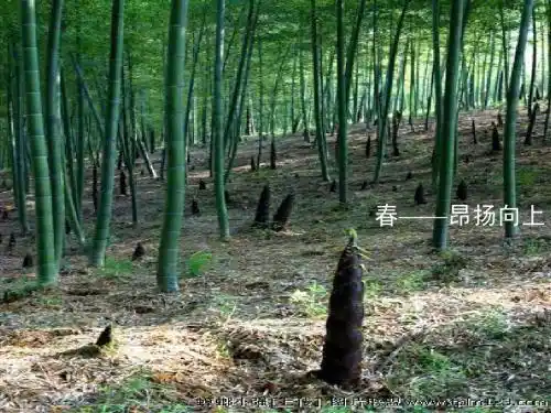 济南的冬天