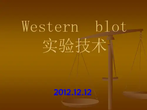 蛋白质印迹法WesternBlot技术