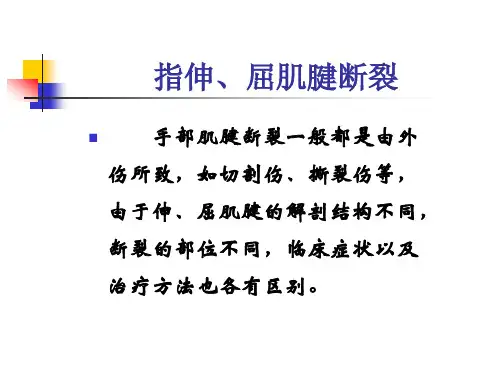 指伸屈肌腱断裂