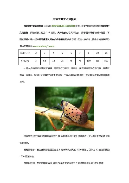 南京大叶女贞价格表