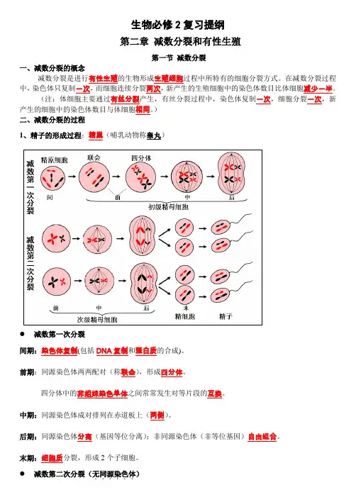 高中生物必修二复习提纲(除第一章)