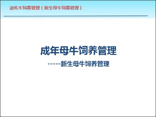 新生母牛饲养管理