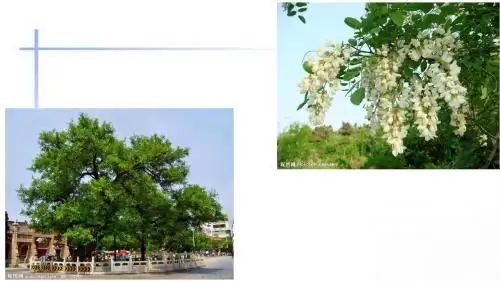 一片槐树叶