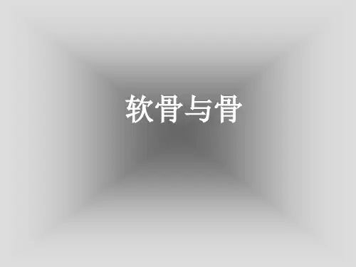 人体显微形态学切片课件：骨、软骨和骨发生
