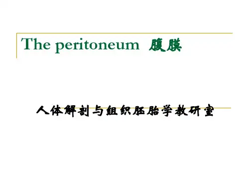 腹膜人体解剖与组织胚胎学