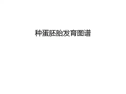 种蛋胚胎发育图谱知识讲解