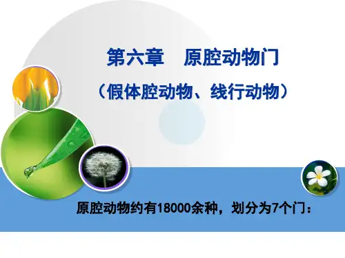 第六章  原腔动物门