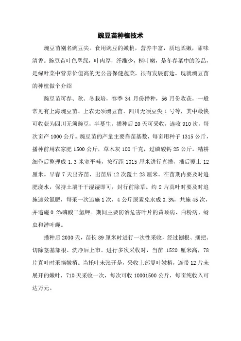 豌豆苗种植技术