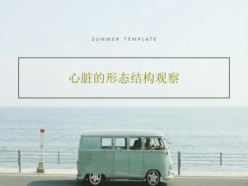 心脏的形态结构观察共34页文档