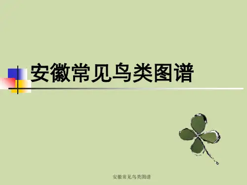 安徽常见鸟类图谱