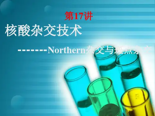 17 Northern杂交与斑点杂交