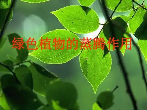 绿色植物的生物蒸腾作用 济南版