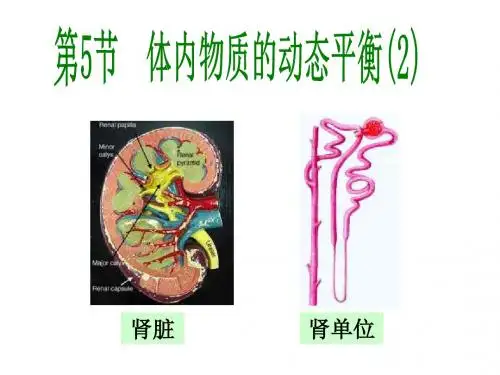 九年级科学体内物质的动态平衡2