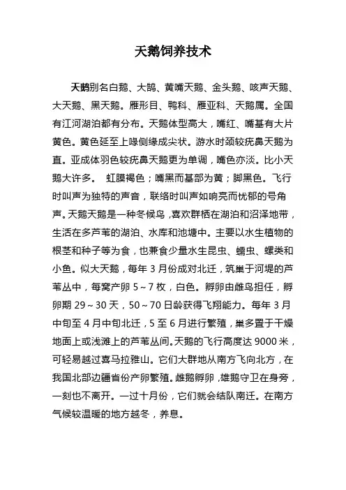 天鹅饲养技术