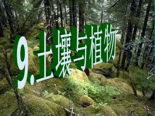 土壤与植物定稿 青岛版科学四年级