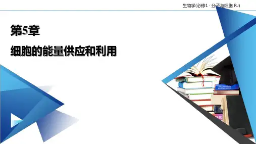 人教版生物《细胞的能量供应和利用》ppt精美版1