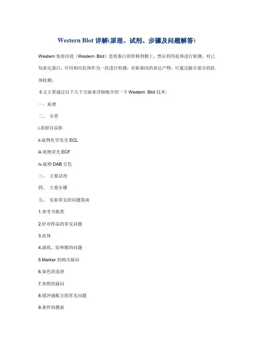 Western Blot详解(原理、试剂、步骤及问题解答)