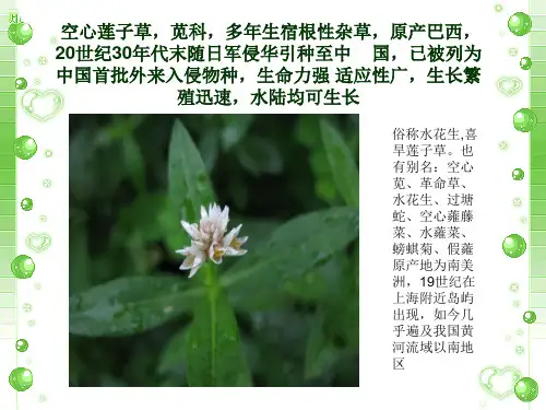 空心莲子草