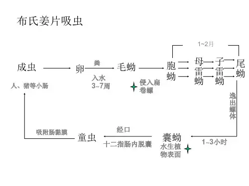 寄生虫生活史