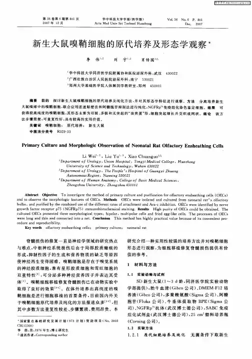 新生大鼠嗅鞘细胞的原代培养及形态学观察