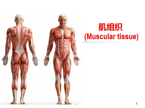 肌组织课件