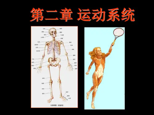 第二章 运动系统(骨骼)