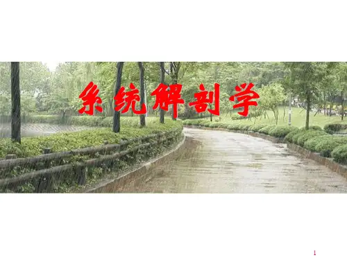 系统解剖学脉管系统