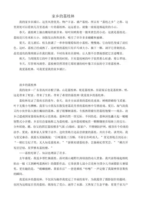 家乡的荔枝林