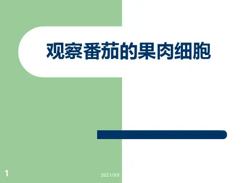 观察番茄的果肉细胞