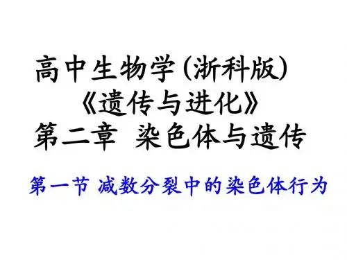 减数分裂