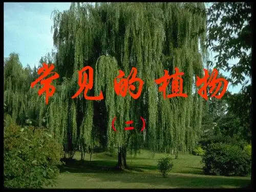 浙教版科学七年级上册科学常见的植物(2)
