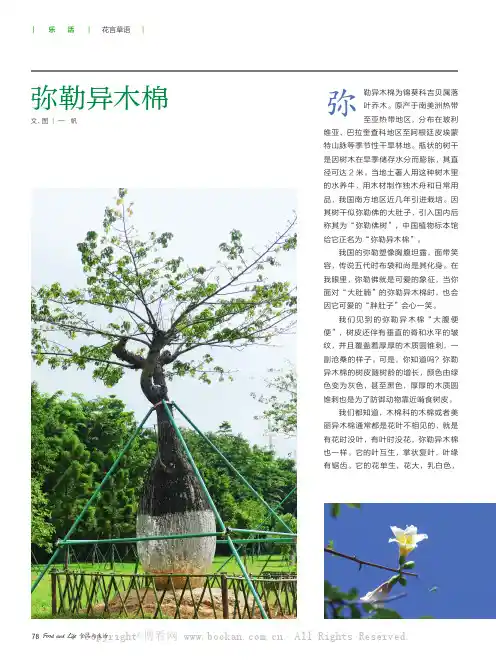 弥勒异木棉