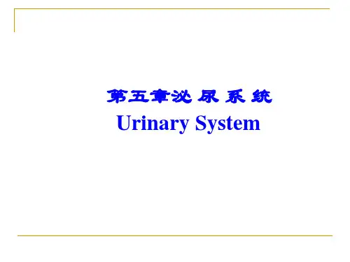 泌尿系统