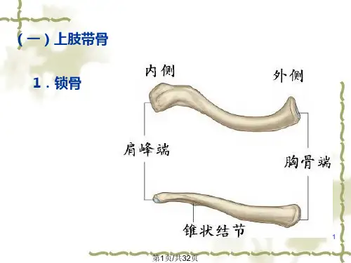 附肢骨1甘子明