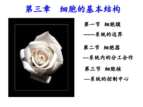 1.3--高中生物学考复习必修一第三章细胞的基本结构PPT课件