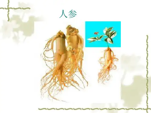 人参