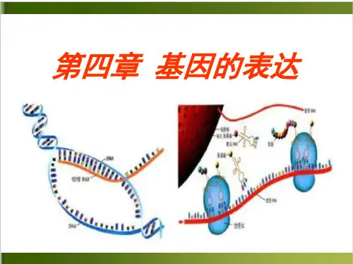 高中生物人教版必修二第四章基因的表达复习20张