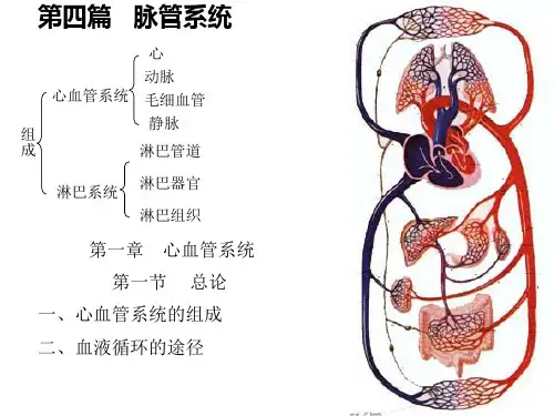 脉管系统 PPT