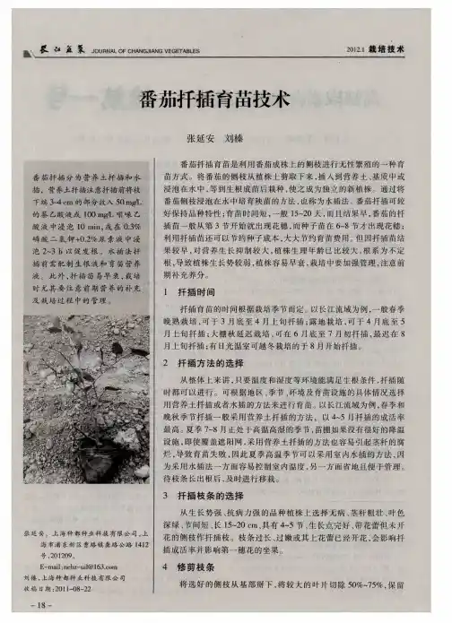 番茄扦插育苗技术