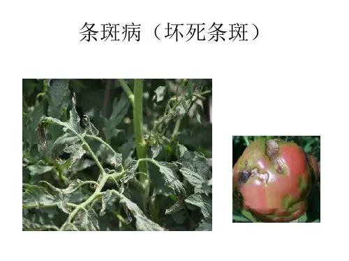 常见植物病虫害图片