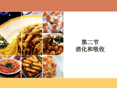 第二节消化和吸收(2012版)
