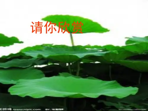 冀教版一年级语文下册《四单元 14 荷叶伞》课件_0