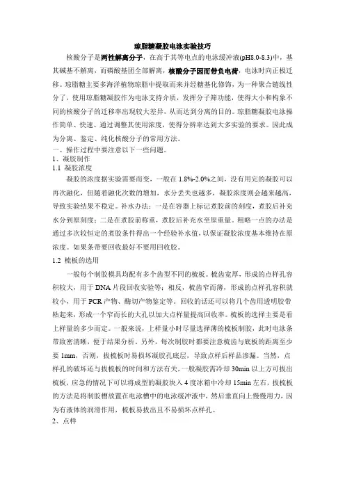 琼脂糖凝胶电泳实验