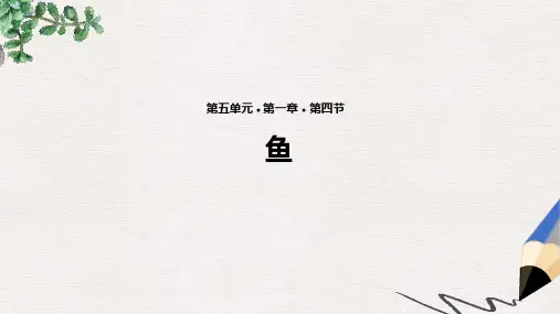 新版新人教版八年级生物上册5.1.4鱼教学课件