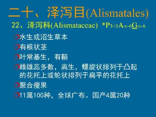 13种子植物_4 PPT课件