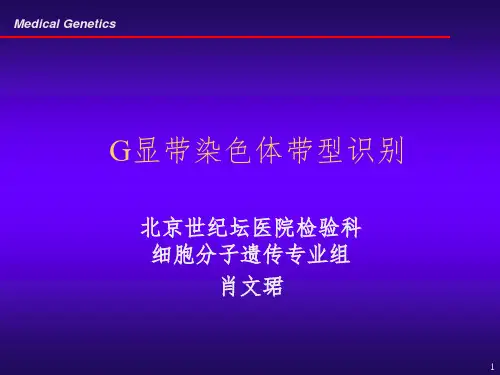 G显带染色体带型识别PPT课件