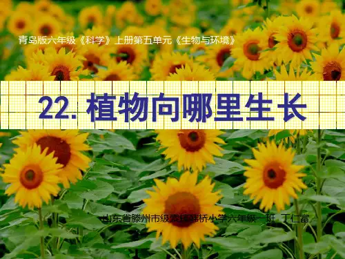 六上22.植物向哪里生长