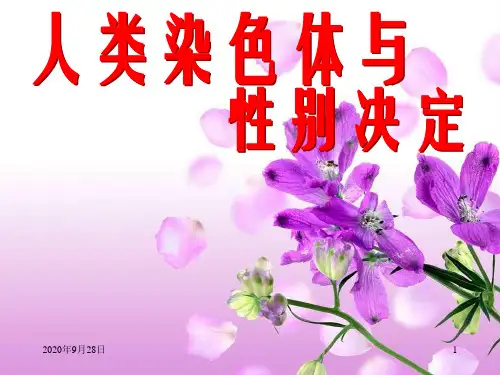 济南版初中生物八年级上册人类染色体与性别决定PPT课件