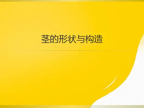 茎的形态与结构PPT资料